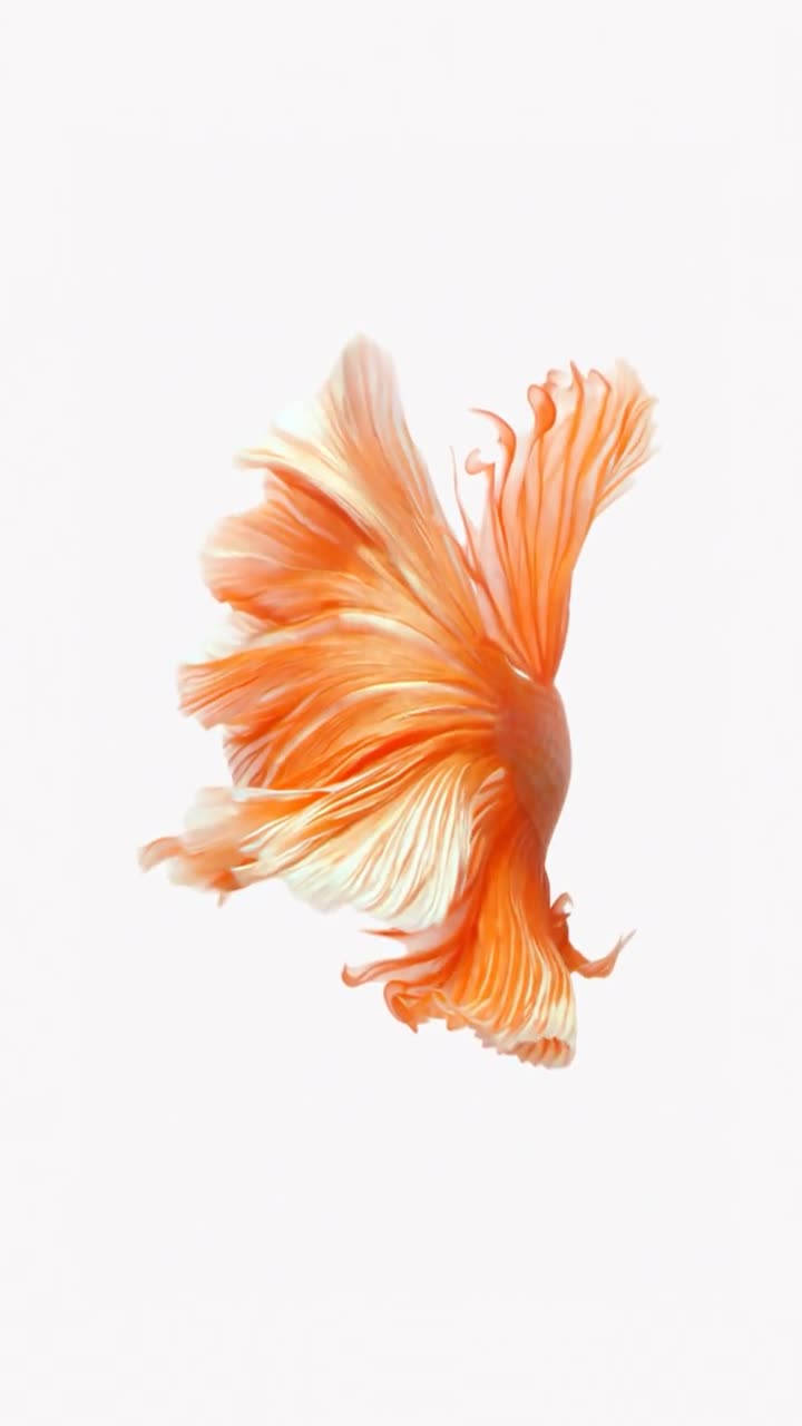 orange betta, iPhone 6s Live, flowing fins, HD Phone Wallpaper
