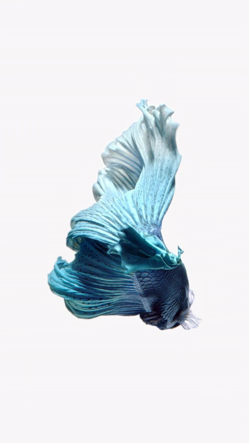 iPhone 6s Live, blue betta, vibrant blue, HD Phone Wallpaper