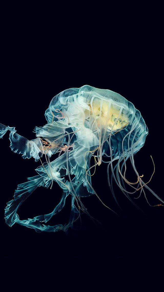iPhone 6s, Live, jellyfish, SD Phone Wallpaper