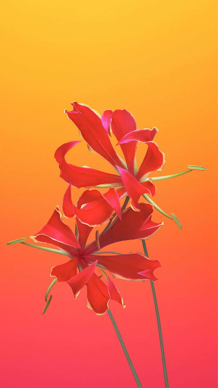 iPhone 6s, vibrant red flowers, delicate petals, HD Phone Wallpaper