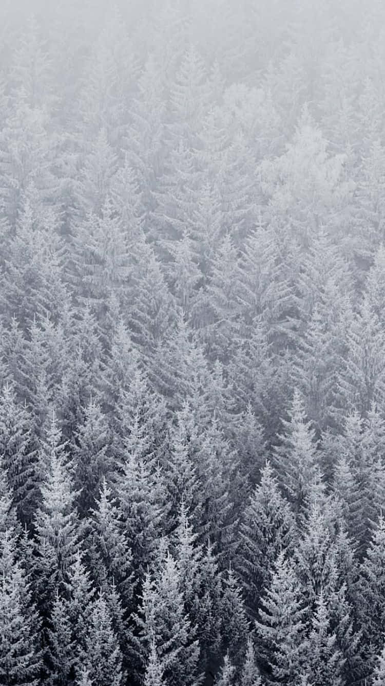 iPhone 6s, 750 x 1334, snow-covered pine trees, HD Phone Wallpaper