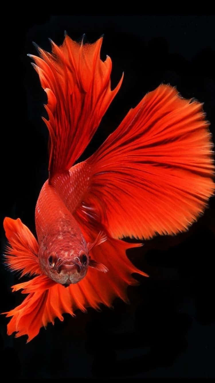iPhone 6s, 750 x 1334, vibrant red betta fish, HD Phone Wallpaper