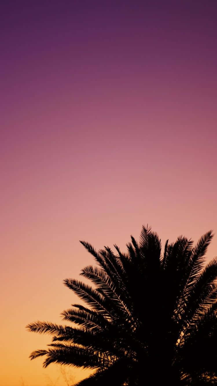 iPhone 6s, palm tree, gradient sky, HD Phone Wallpaper
