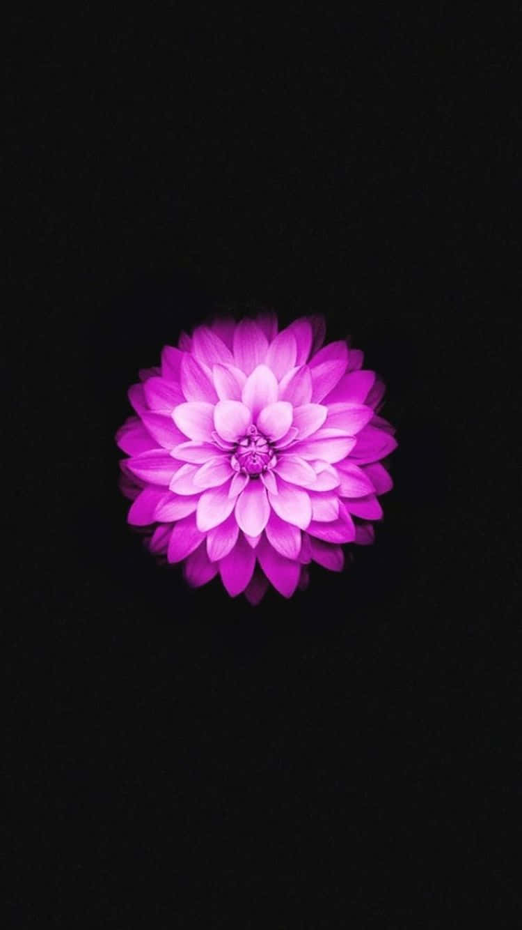 iPhone 6s, vibrant purple dahlia, stark black background, HD Phone Wallpaper