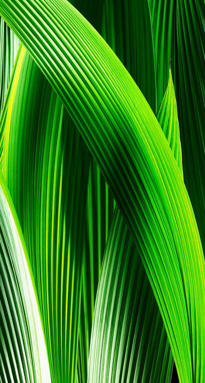green, symmetrical leaves, palm fronds, HD Phone Wallpaper