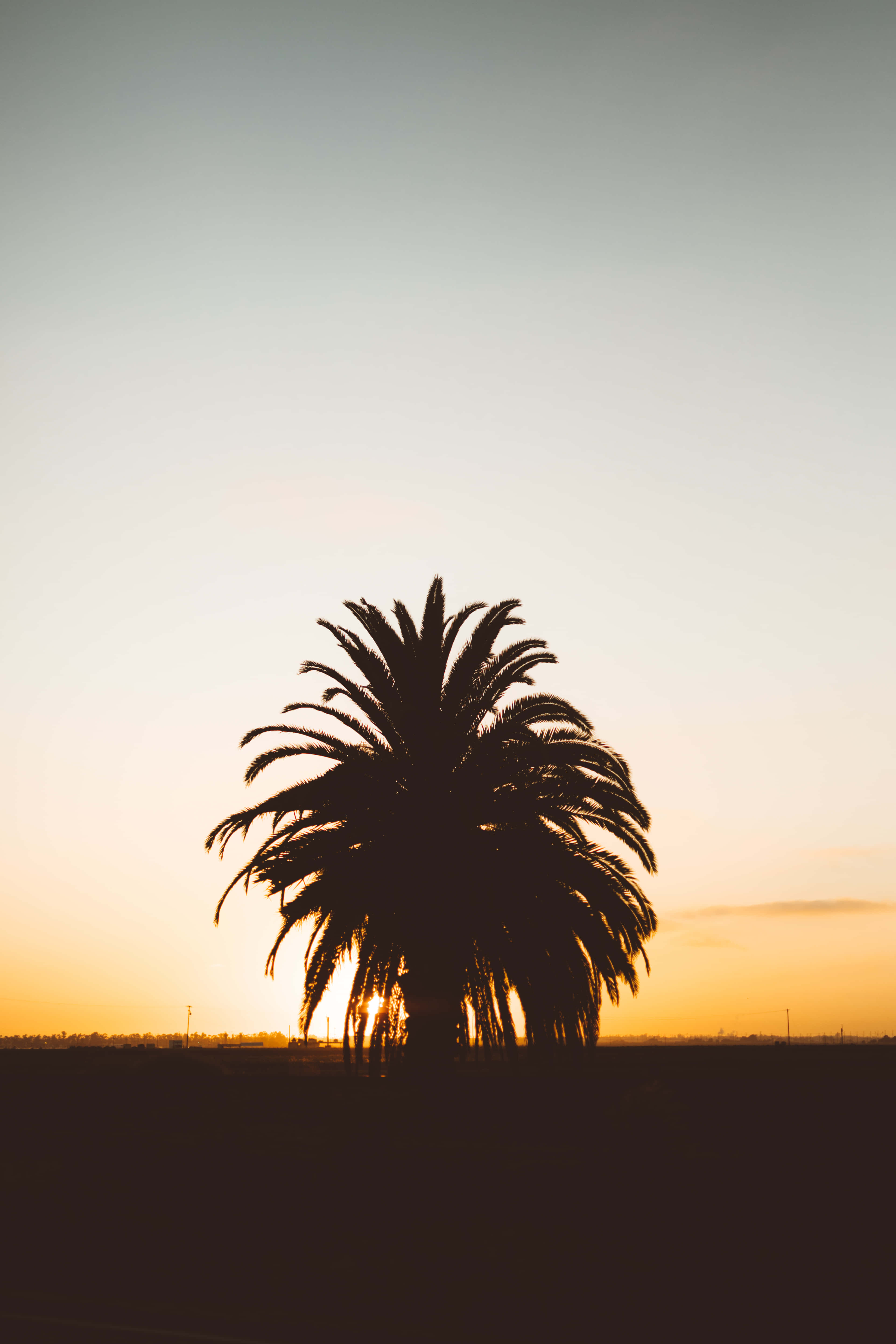 iPhone 7 Plus, palm tree, sunset, 5K Phone Wallpaper