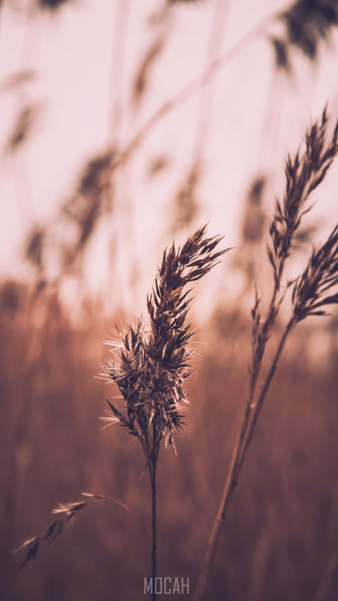 iPhone 7 Plus, golden grasses, warm sunlight, Full HD Phone Wallpaper