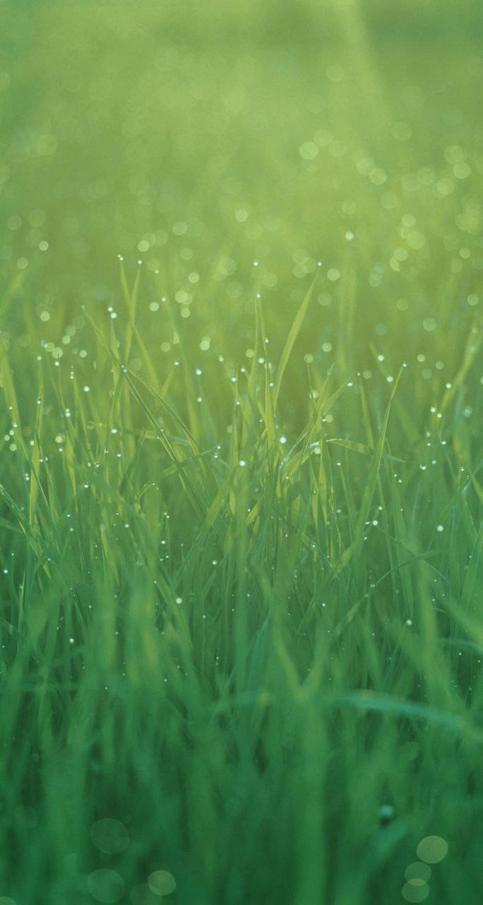 iPhone 7, vibrant green grass, dew drops, HD Phone Wallpaper