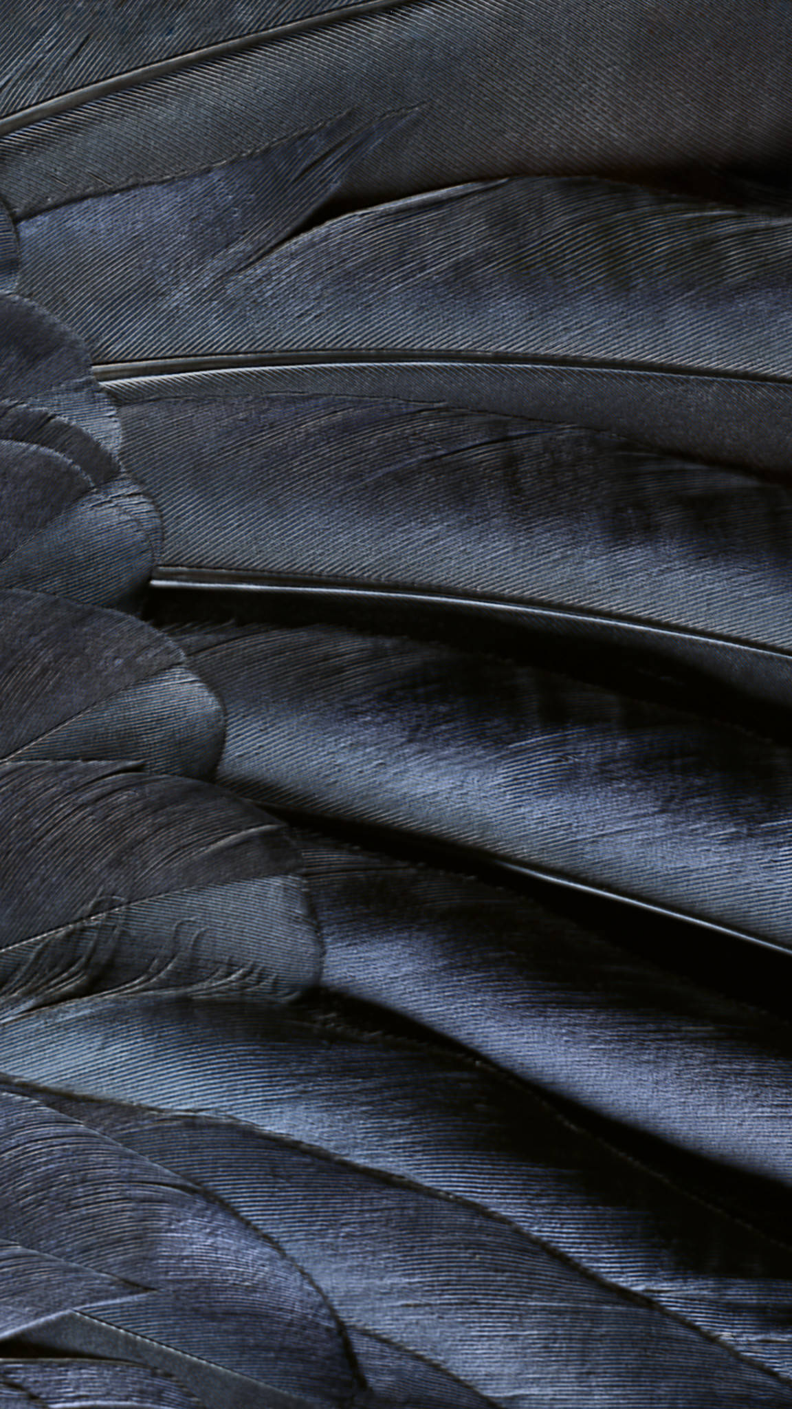 iPhone 8 Live, black feathers, dark blue-black, Full HD Phone Wallpaper