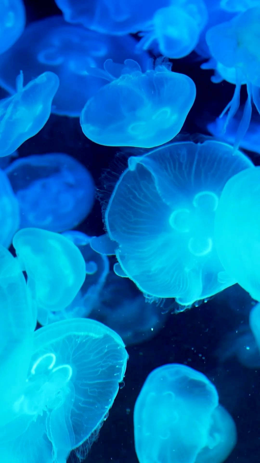 neon blue jellyfish, iPhone 8 Live, glowing blue, Full HD Phone Wallpaper