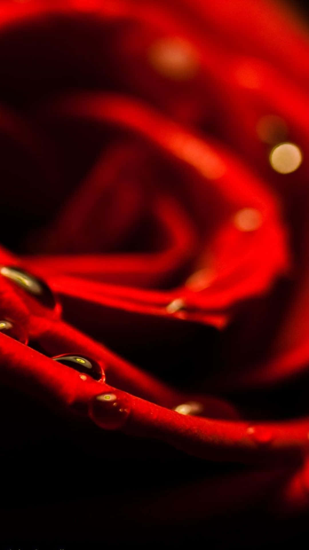 iPhone 8 Plus, deep red rose, dewdrops, Full HD Phone Wallpaper