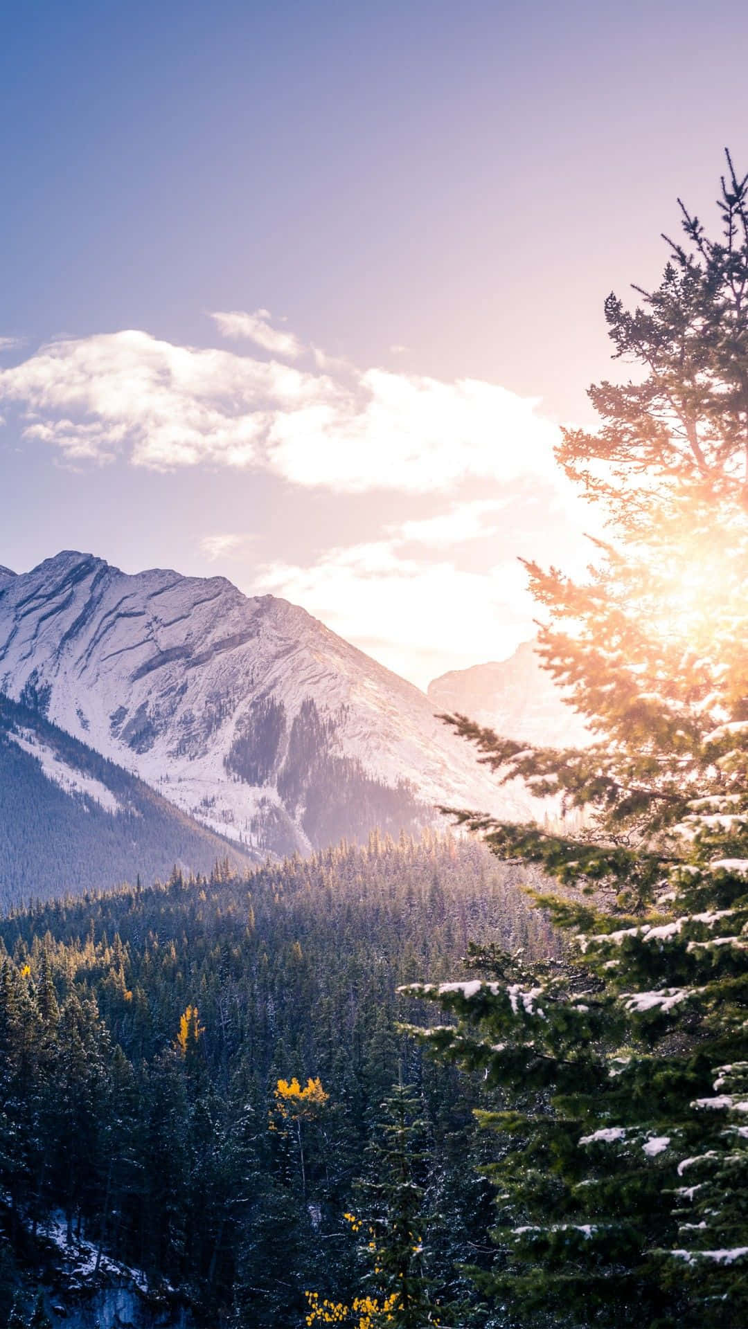 iPhone 8 Plus, sunlight, snowy pine trees, Full HD Phone Wallpaper