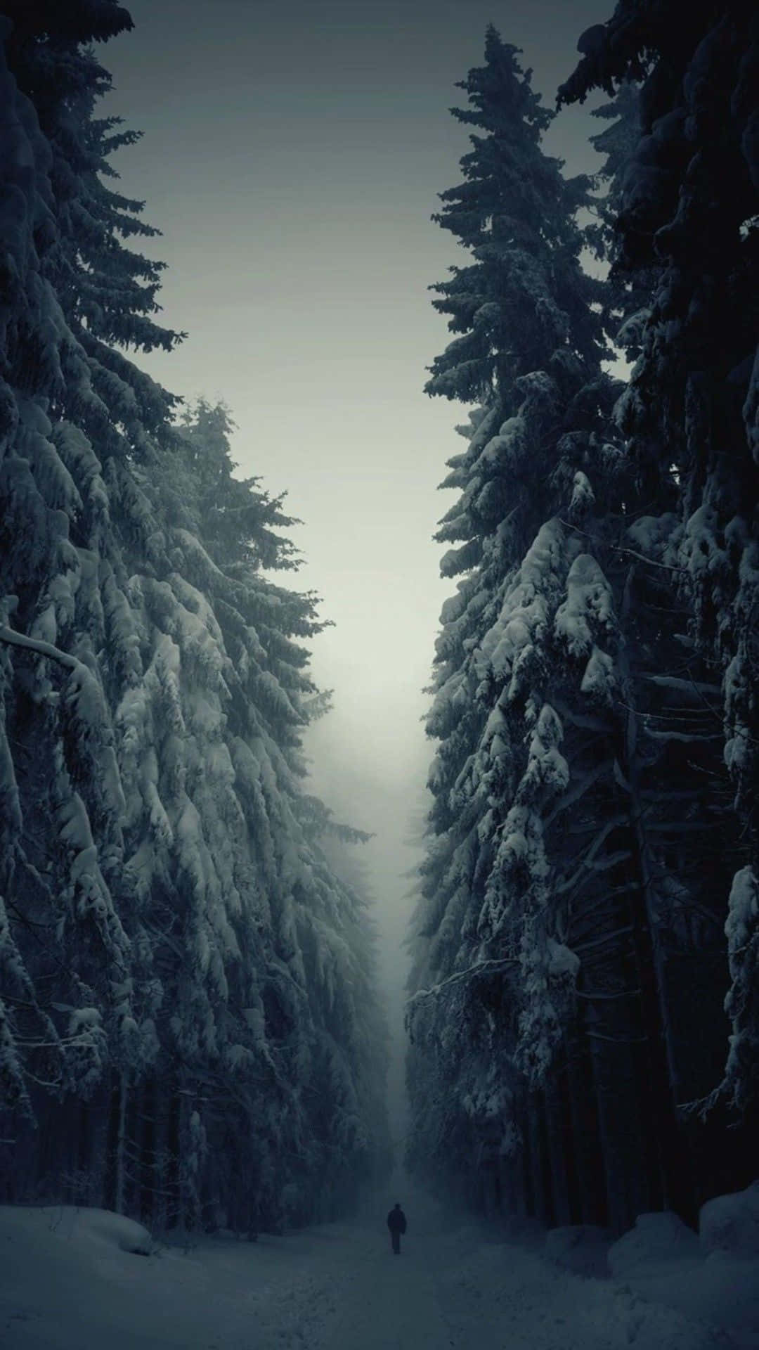 iPhone 8 Plus, snow-covered forest path, towering evergreens, Full HD Phone Wallpaper