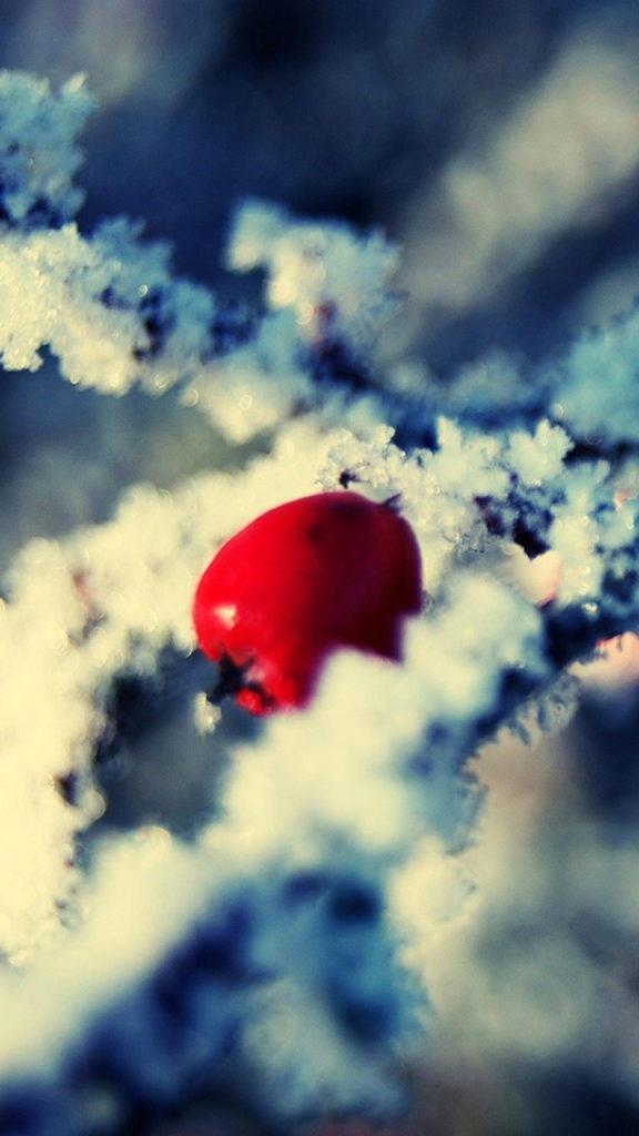 iPhone 8 Red, red berry, snowy branches, SD Phone Wallpaper