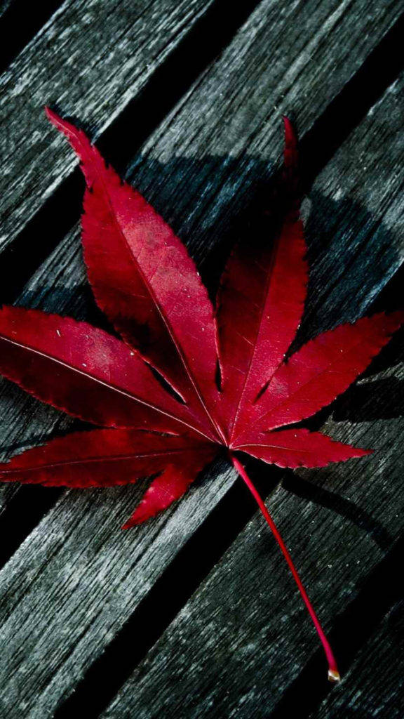 iPhone 8 Red, red maple leaf, dark weathered wooden planks, SD Phone Wallpaper