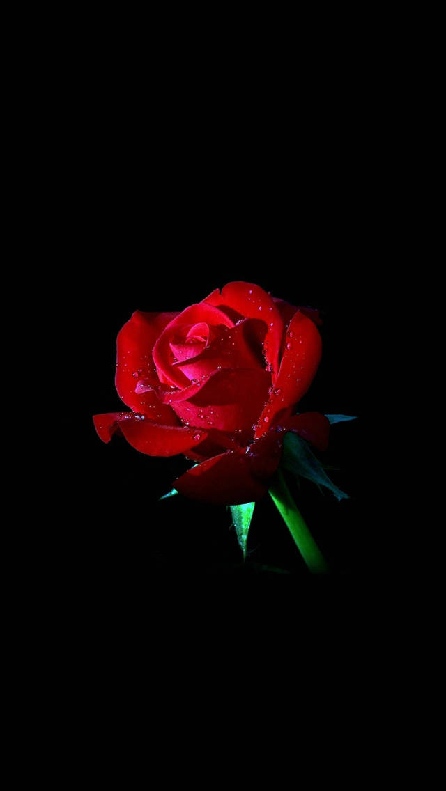 iPhone 8 Red, red rose, dew drops, SD Phone Wallpaper