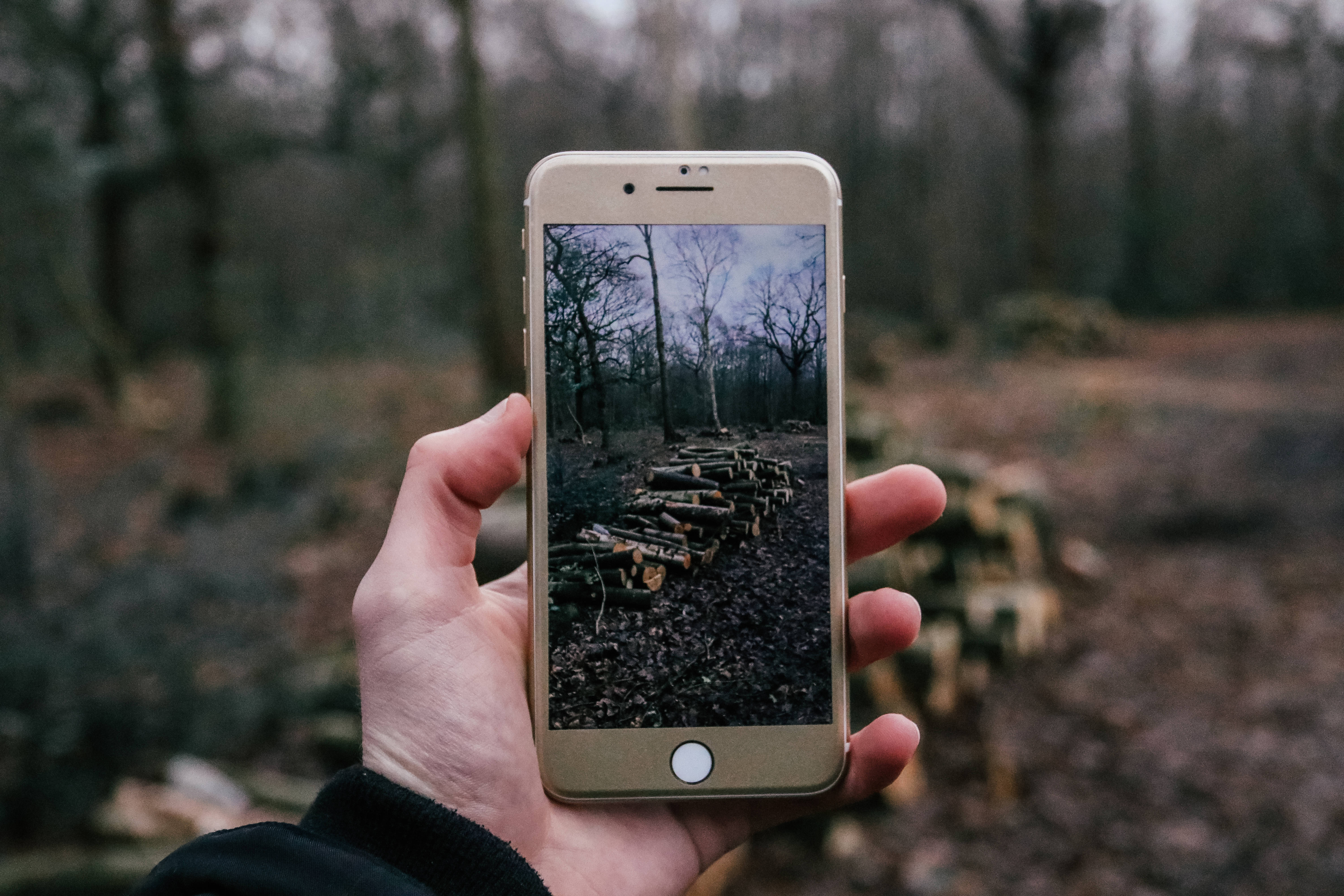 iPhone 8, glossy surface, forest path, 5K Desktop Wallpaper