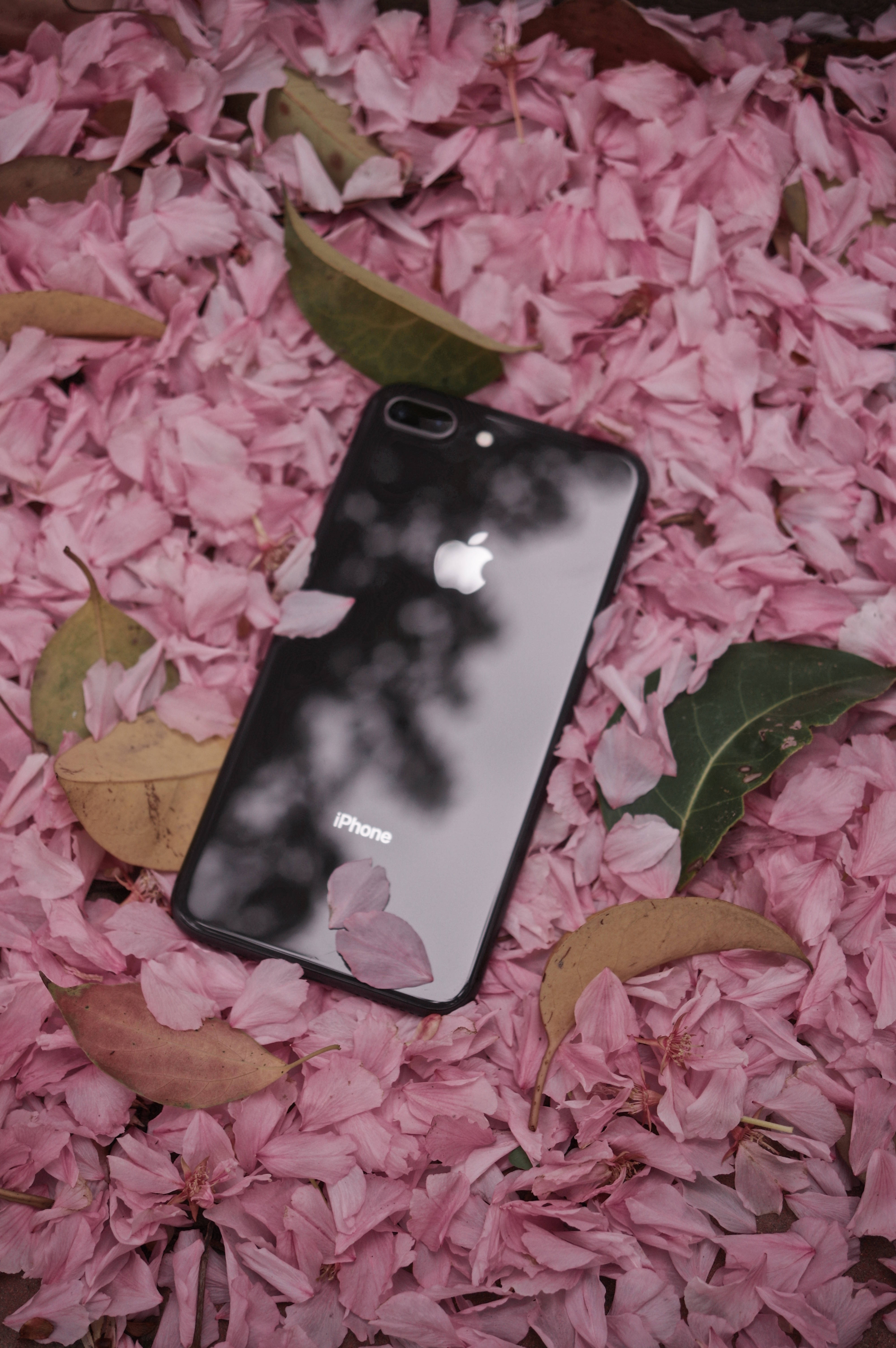 iPhone 8, black, pink cherry blossoms, 5K Phone Wallpaper