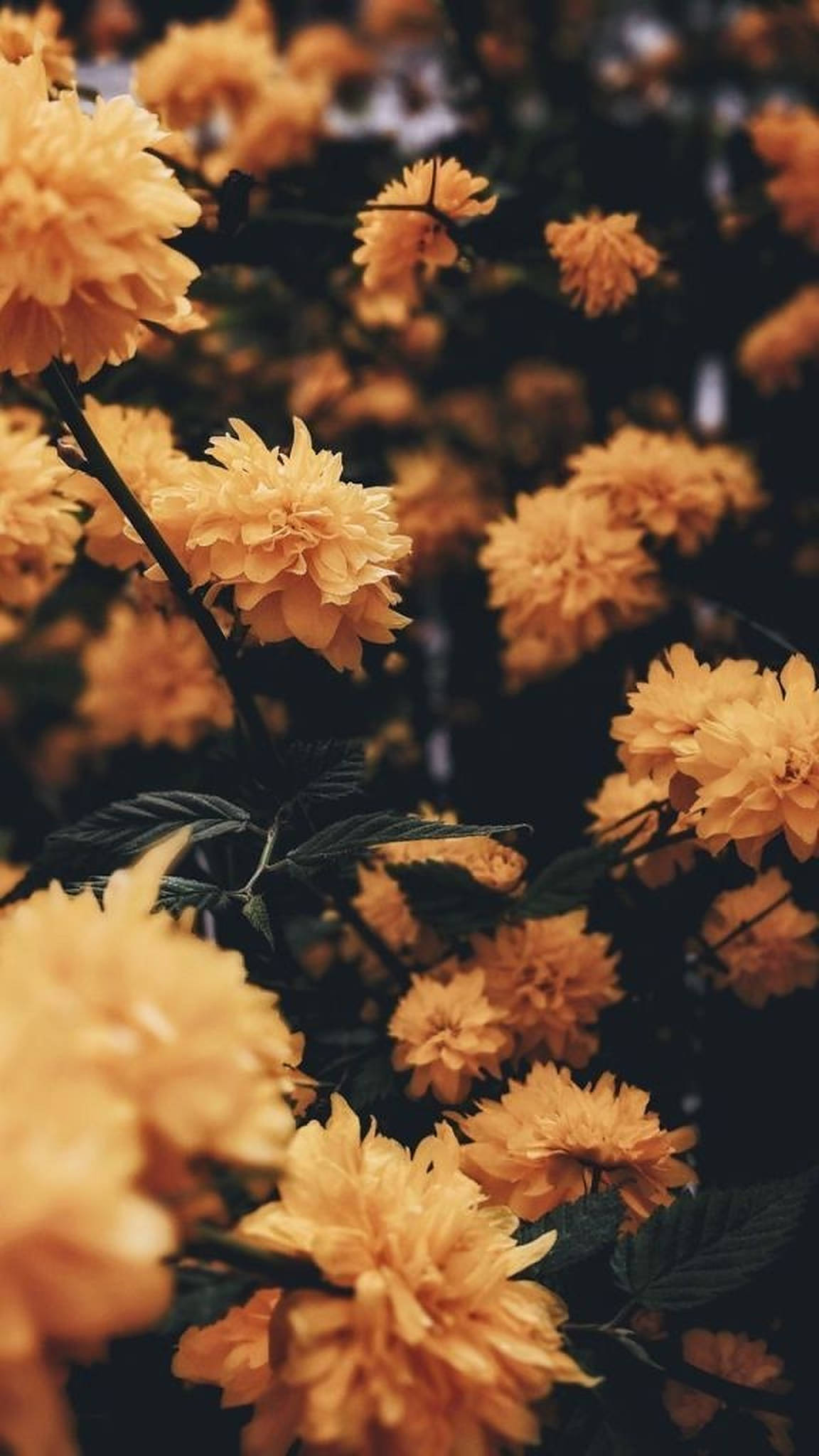 iPhone Aesthetic, yellow flowers, golden flowers, Full HD Phone Wallpaper