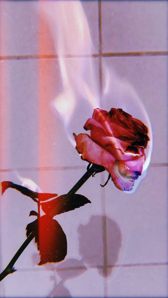 E-Girl Aesthetic, burning rose, red rose, SD Phone Wallpaper