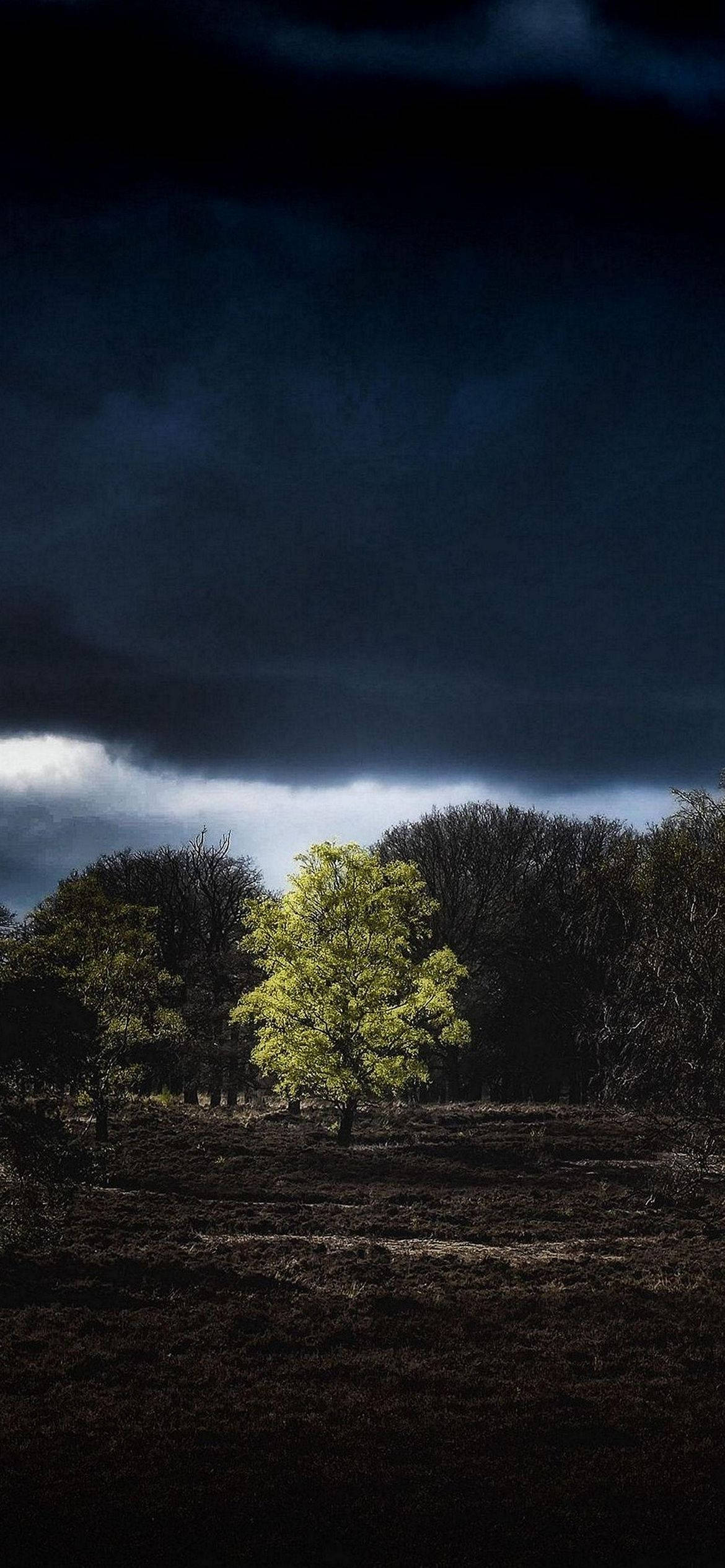 Tree, Forest, Stormy night sky, Full HD Phone Wallpaper