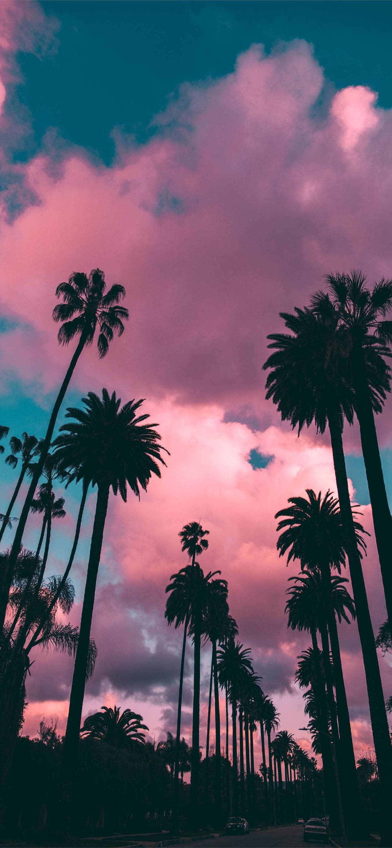iPhone California, palm trees, vibrant pink, 2K Phone Wallpaper