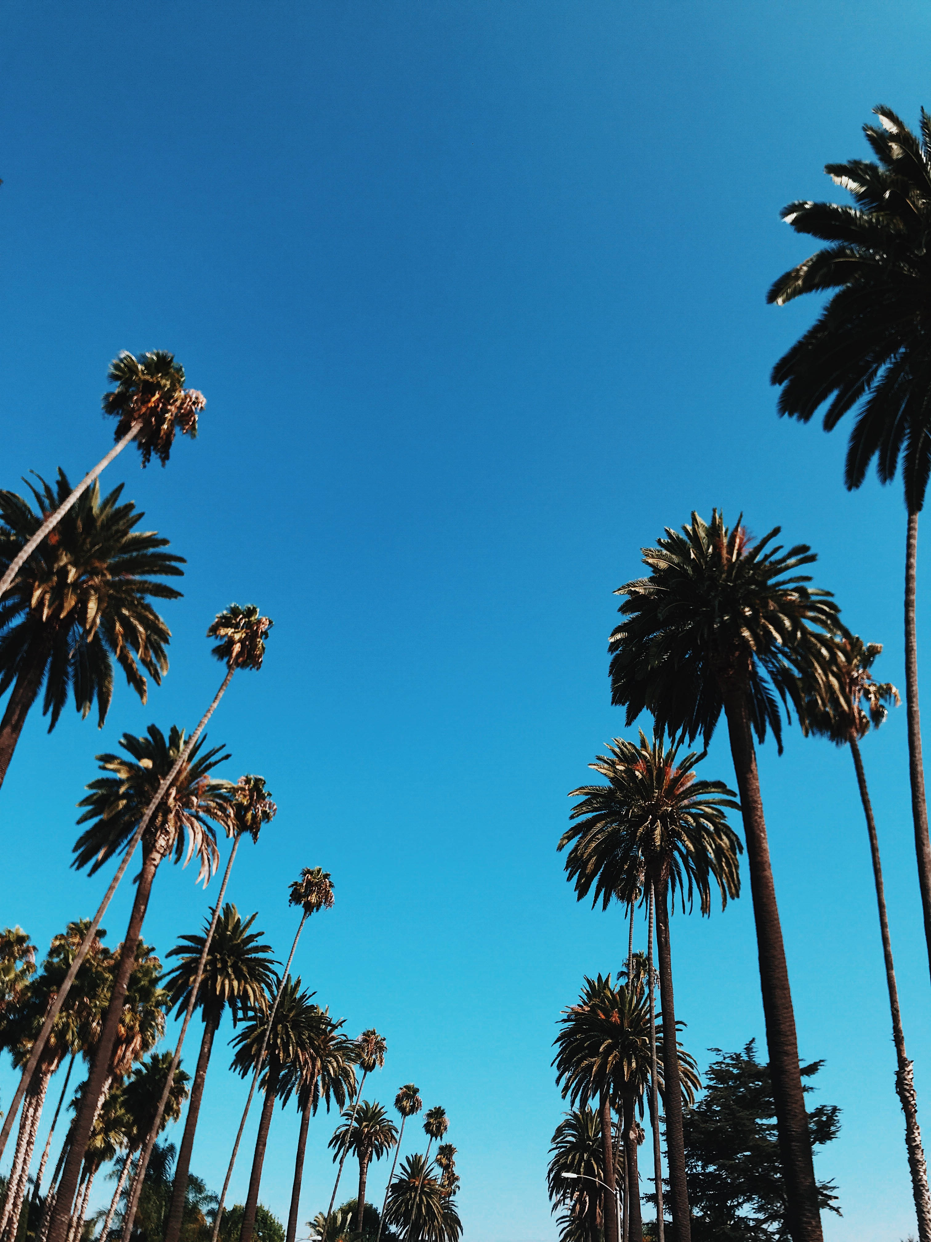 iPhone California, palm trees, blue sky, 4K Phone Wallpaper