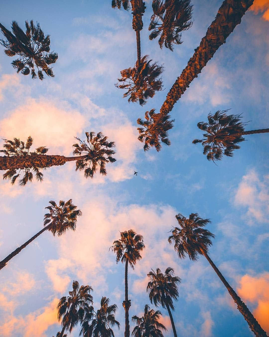 iPhone California, palm trees, sunset, HD Phone Wallpaper