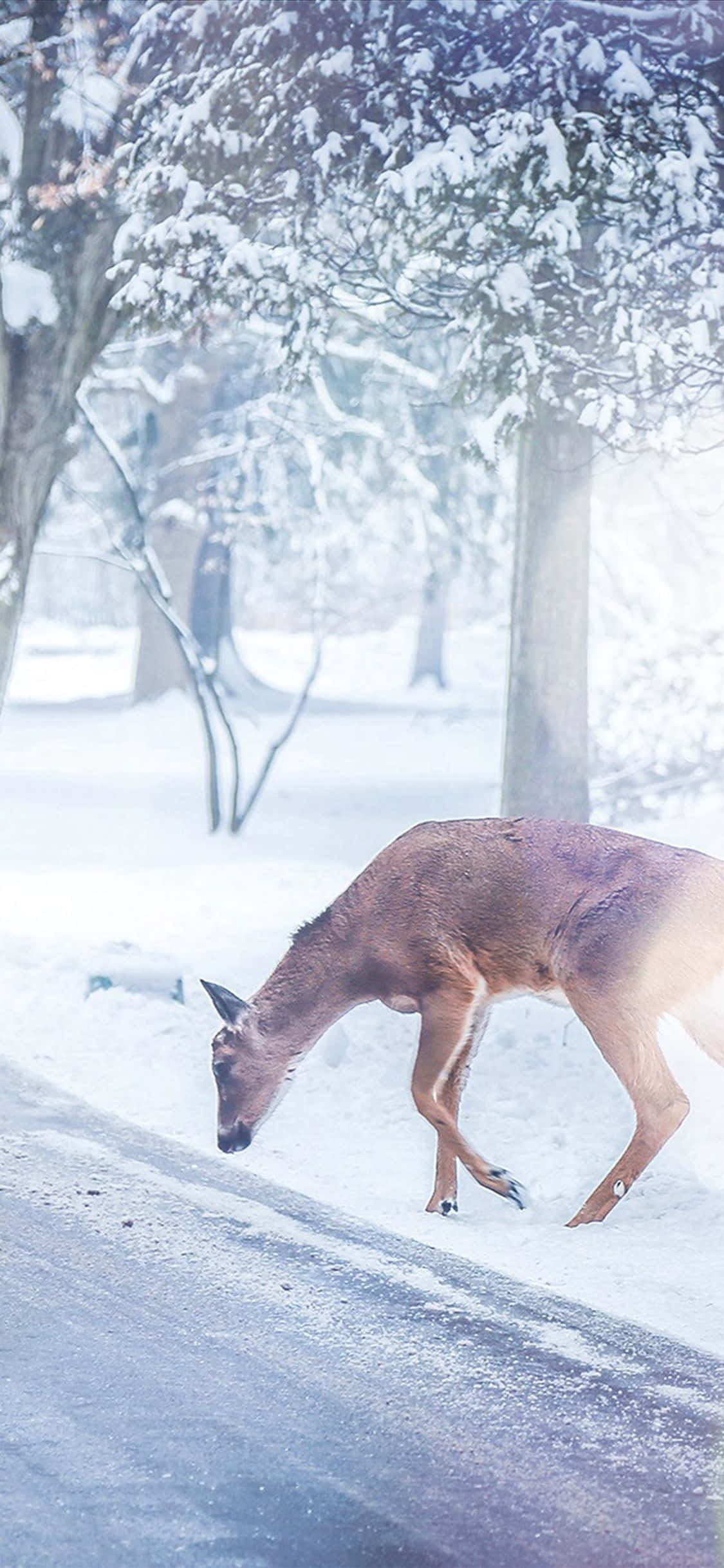 iPhone, Christmas, snow, Full HD Phone Wallpaper