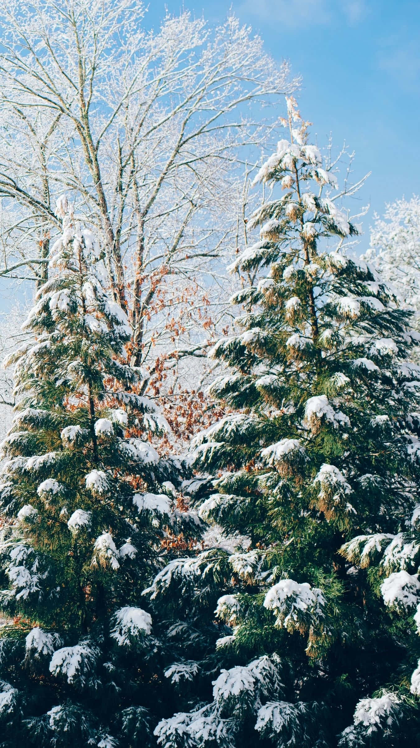 iPhone Christmas Snow, snow, evergreen trees, Full HD Phone Wallpaper