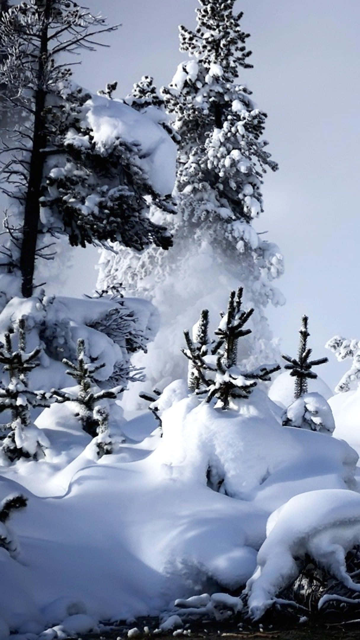 iPhone Christmas Snow, snow-laden evergreen trees, pale winter sky, Full HD Phone Wallpaper