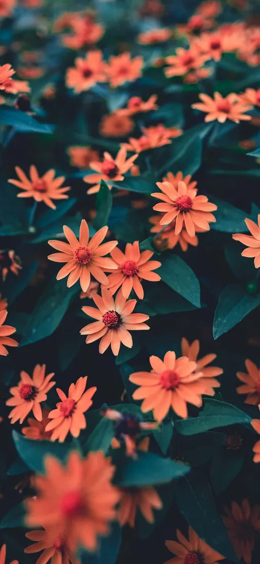 iPhone Flowers