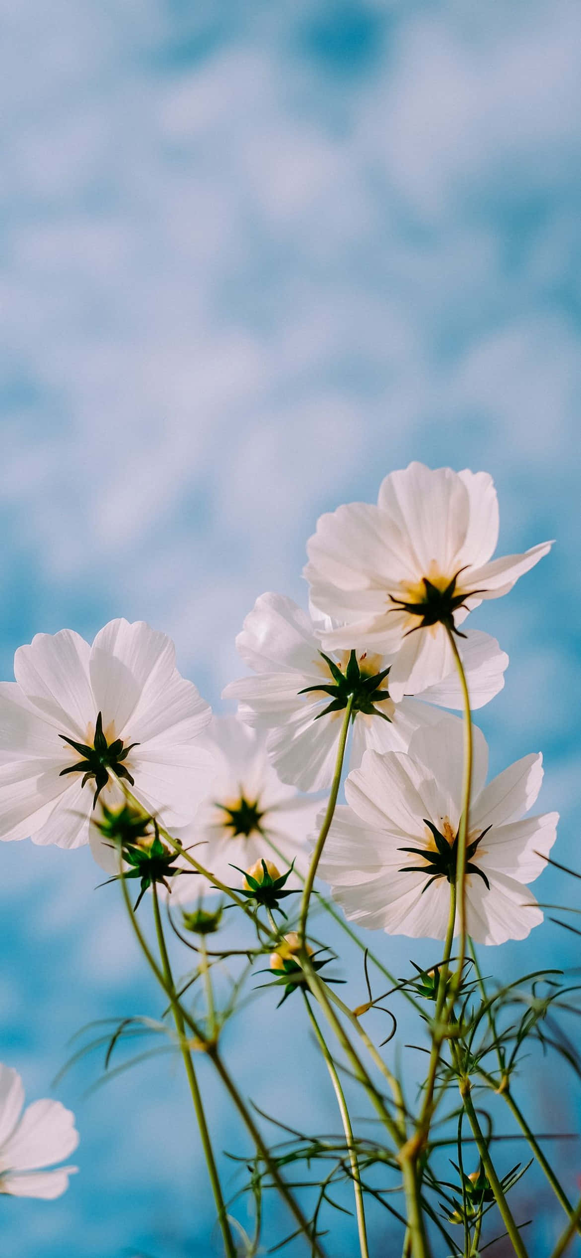 iPhone Flowers, white cosmos flowers, soft blue sky, Full HD Phone Wallpaper