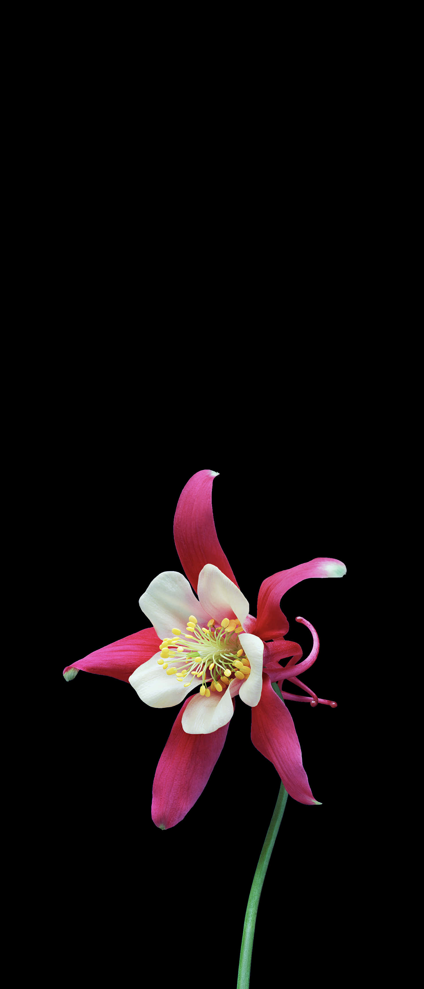 iPhone Flowers, pink and white aquilegia flower, yellow stamens, 2K Phone Wallpaper
