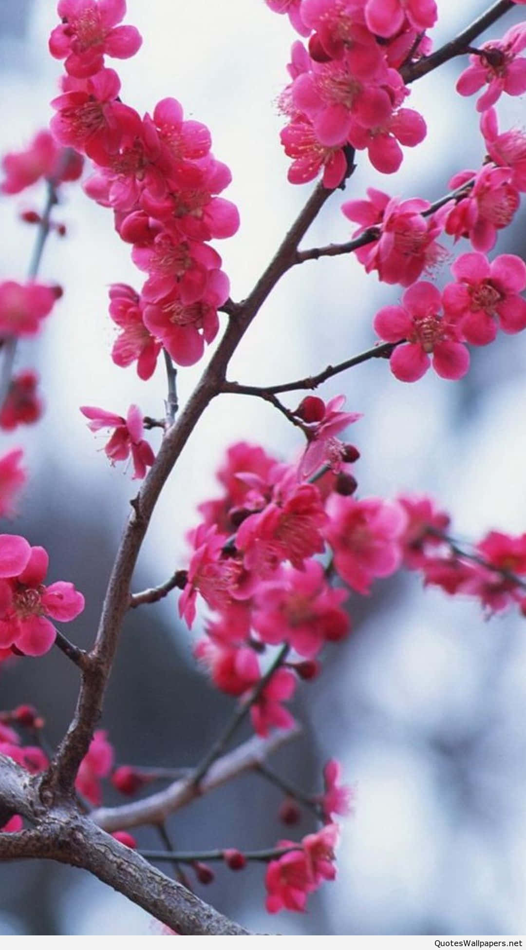 iPhone Flowers, pink blossoms, dark branches, Full HD Phone Wallpaper