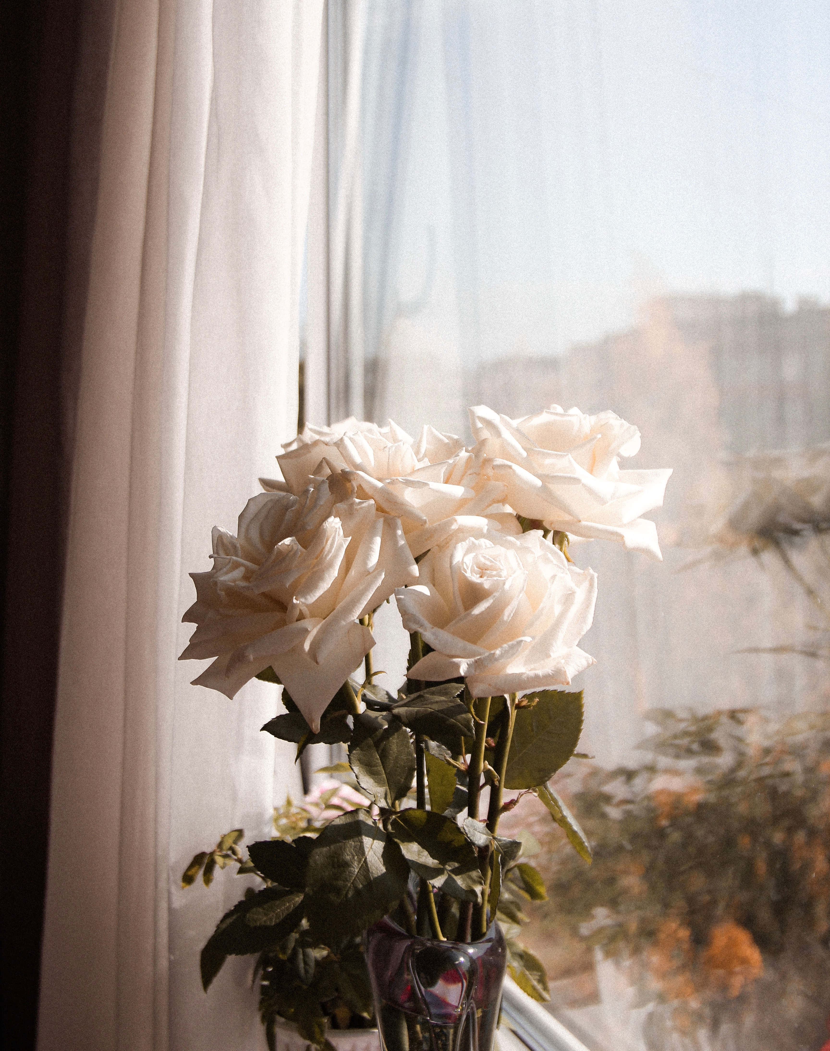 white roses, glass vase, sunlit window, 4K Phone Wallpaper