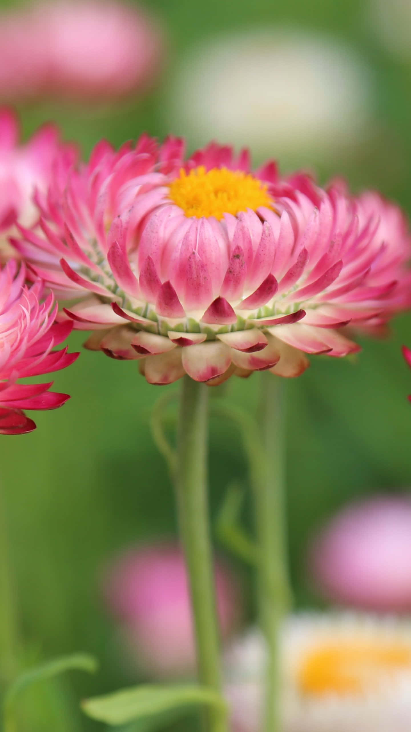 strawflower, vibrant pink, bright yellow center, 2K Phone Wallpaper