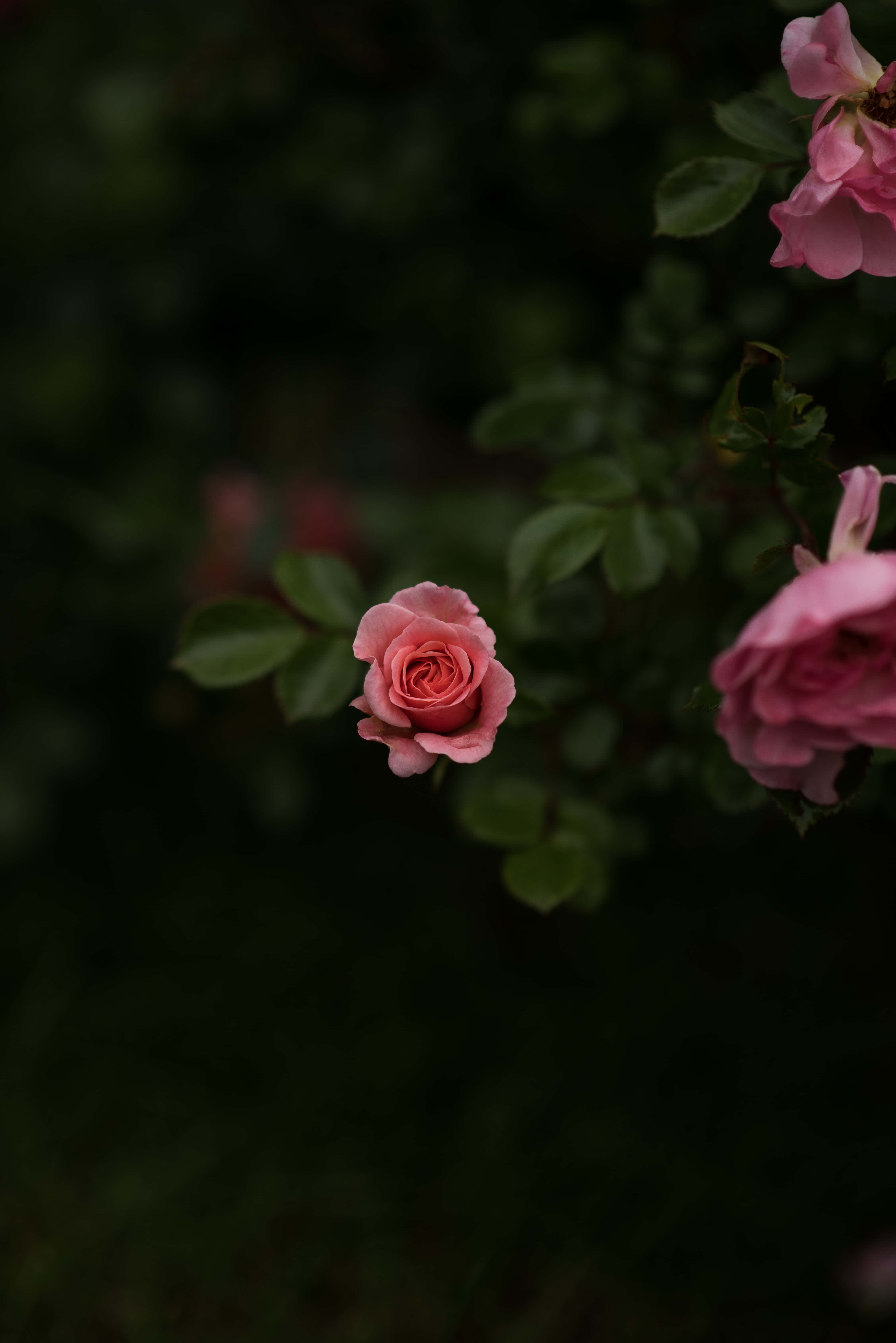 iPhone Flowers, pink rose, dark blurred garden, 5K Phone Wallpaper