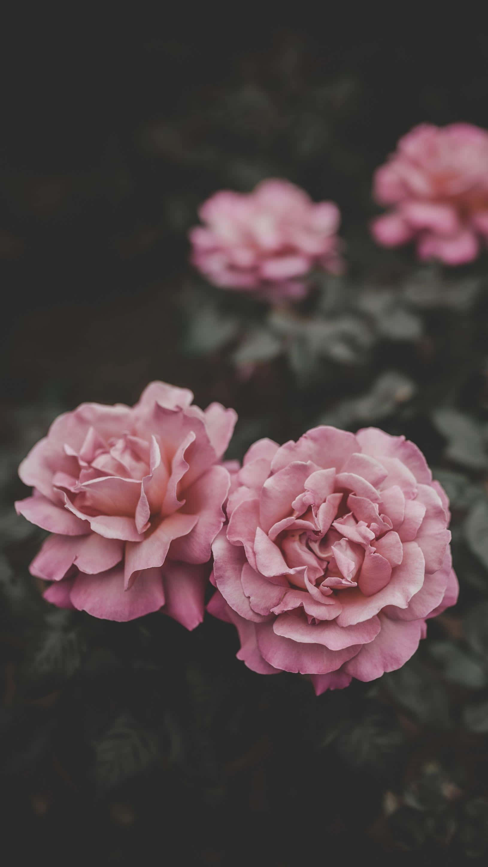 iPhone Flowers, soft pink roses, dark blurred garden backdrop, 2K Phone Wallpaper