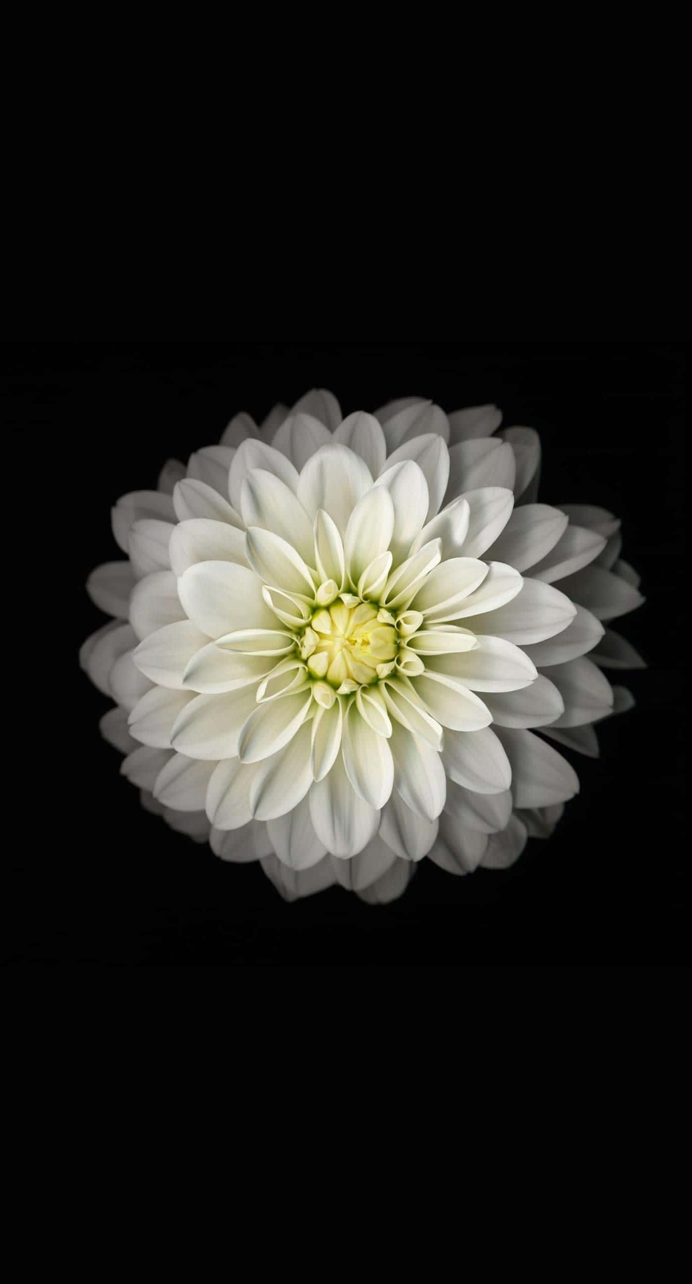 iPhone, pink flowers, white dahlia, 2K Phone Wallpaper