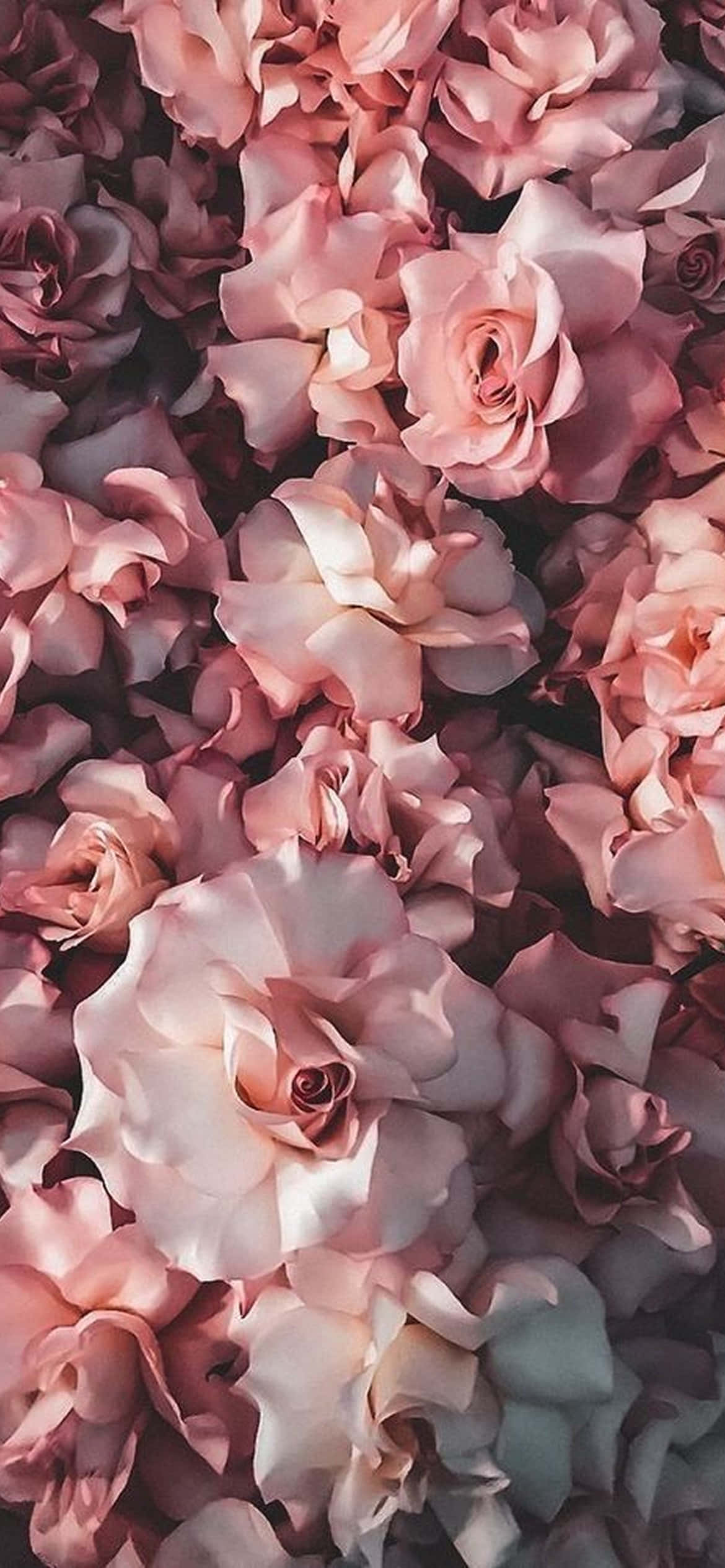 iPhone Flowers, soft pink roses, delicate petals, Full HD Phone Wallpaper