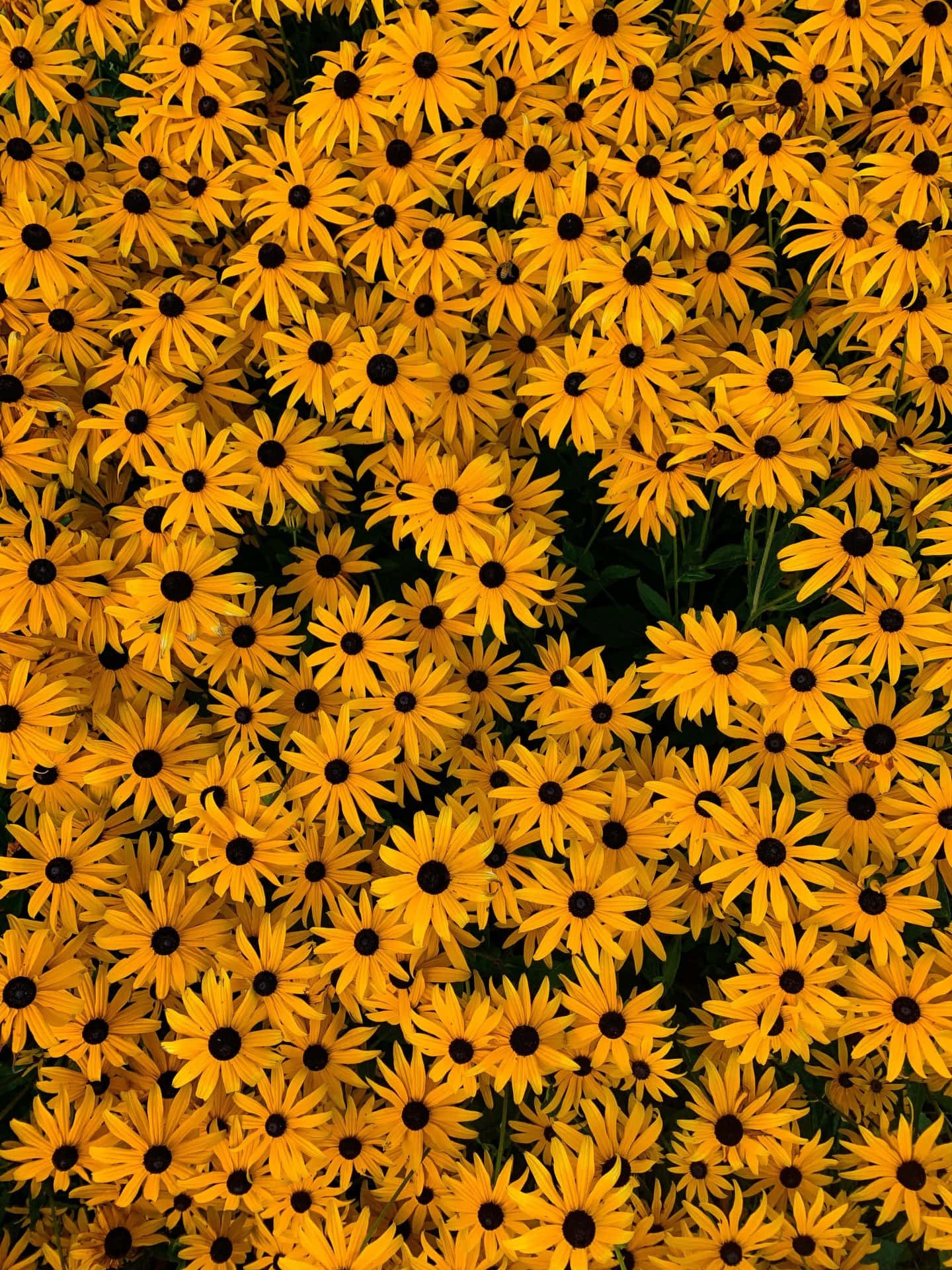 black-eyed susans, vibrant yellow, dark centers, Full HD Phone Wallpaper