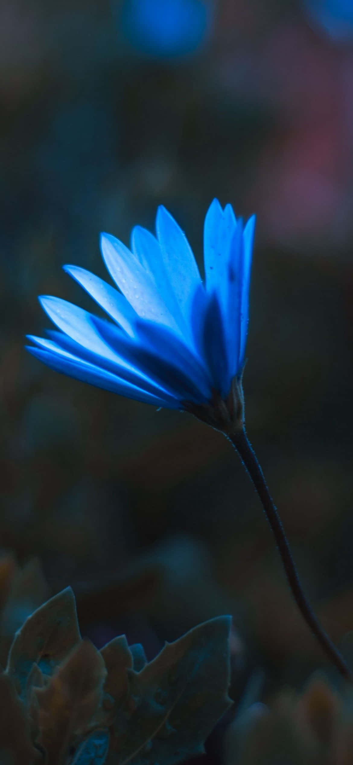iPhone Flowers, vivid blue flower, dark blurred background, Full HD Phone Wallpaper