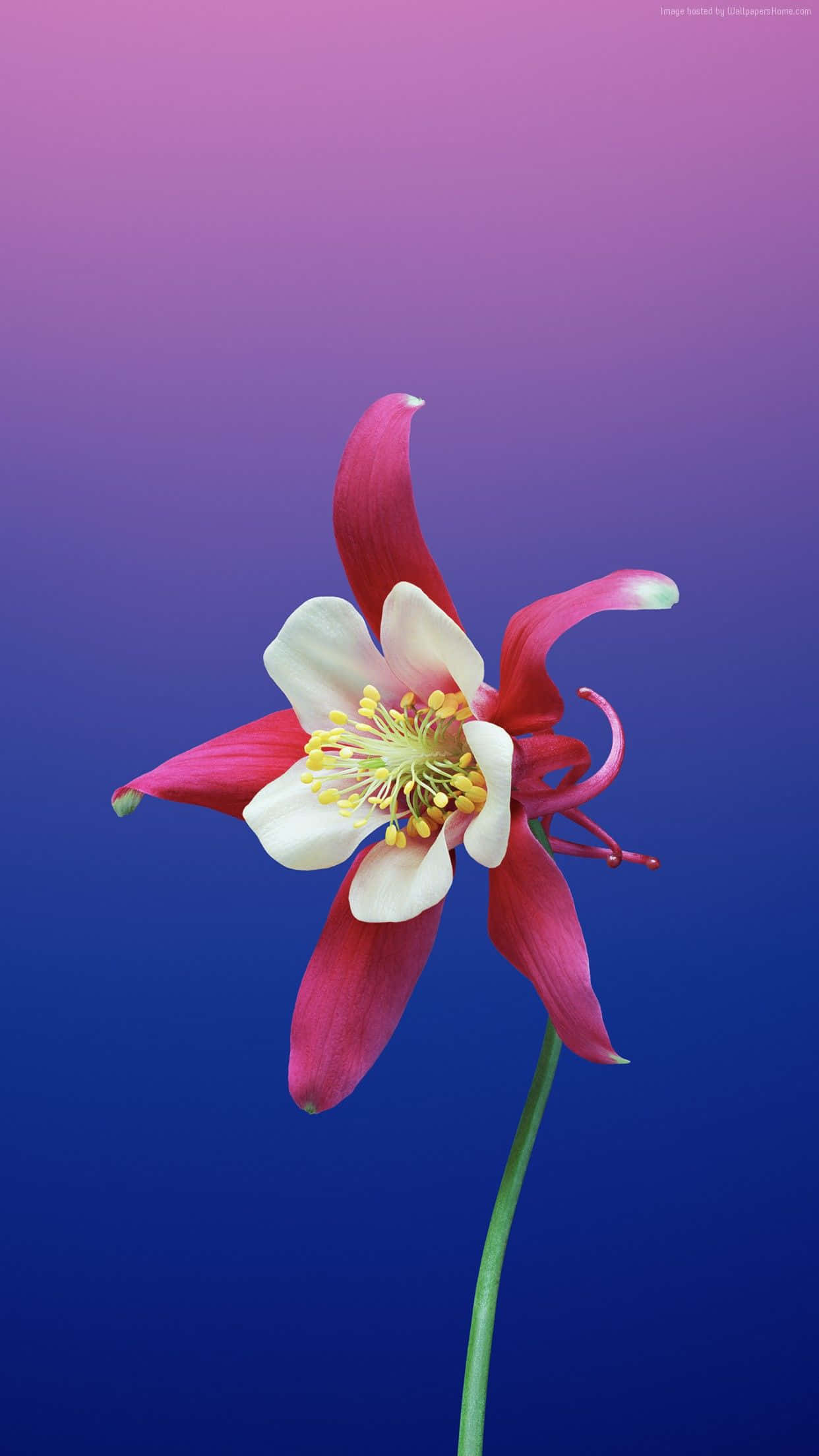 iPhone Flowers, columbine flower, red and white, Full HD Phone Wallpaper