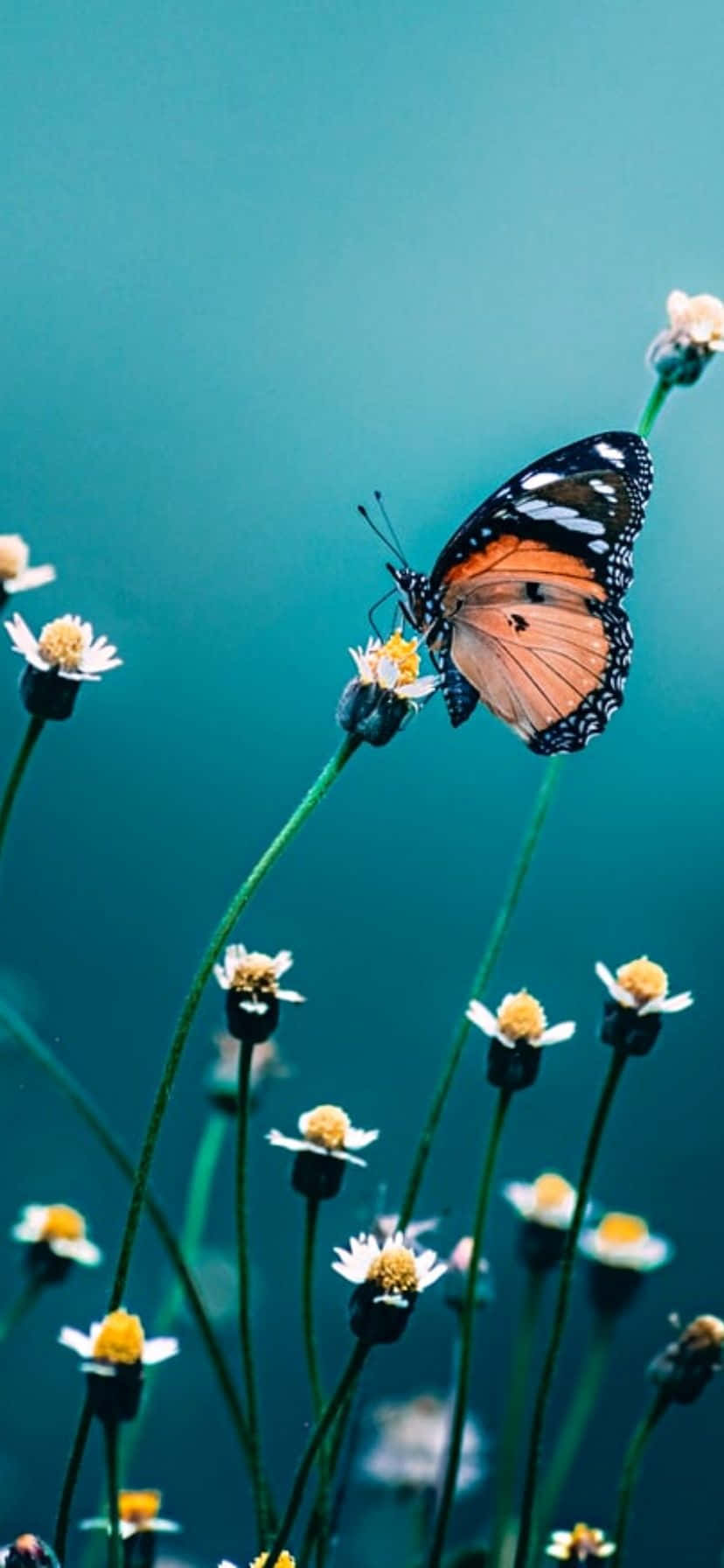 iPhone Flowers, orange, black, HD Phone Wallpaper