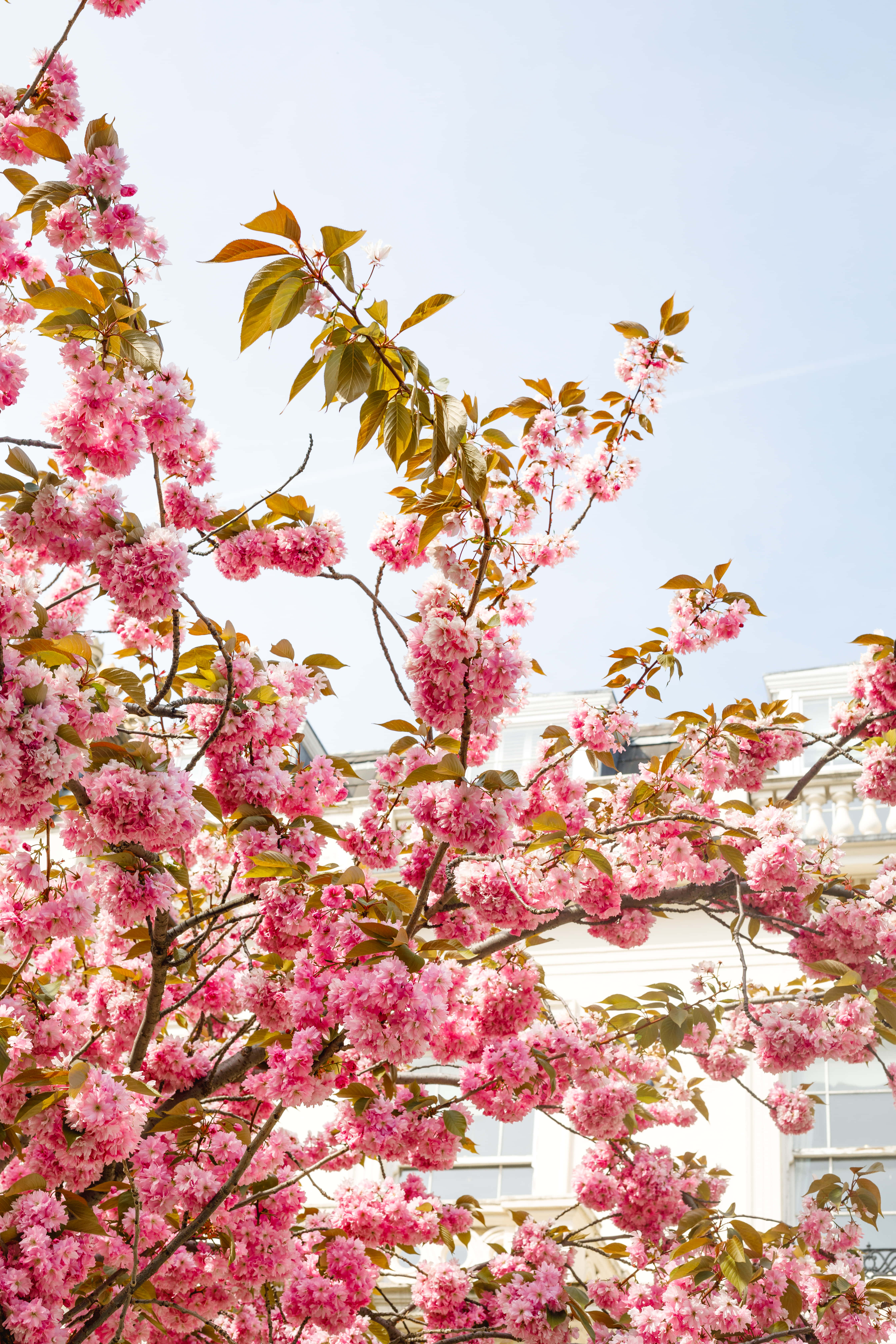 iPhone Flowers, pink cherry blossoms, clear blue sky, 5K Phone Wallpaper