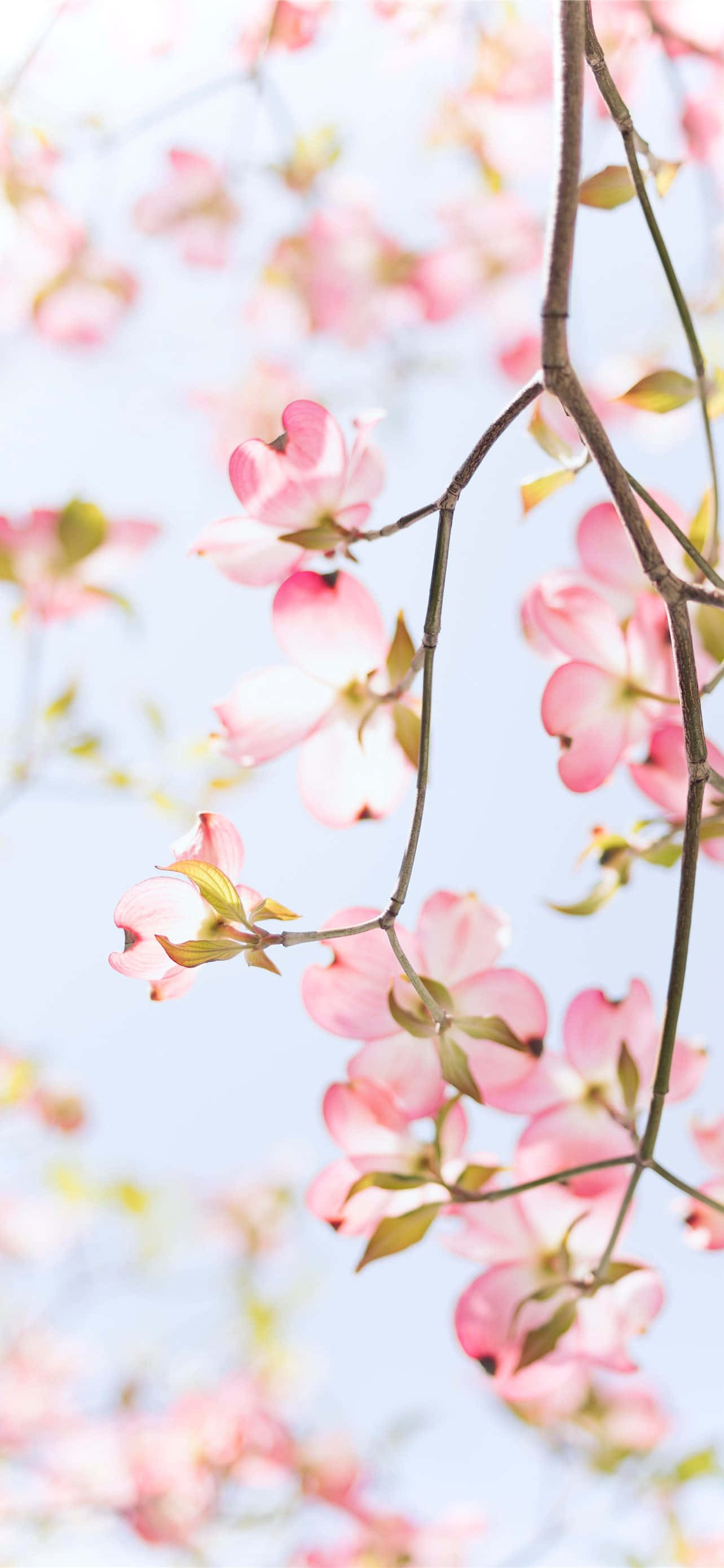 iPhone Flowers, soft pink dogwood blossoms, slender branches, 2K Phone Wallpaper