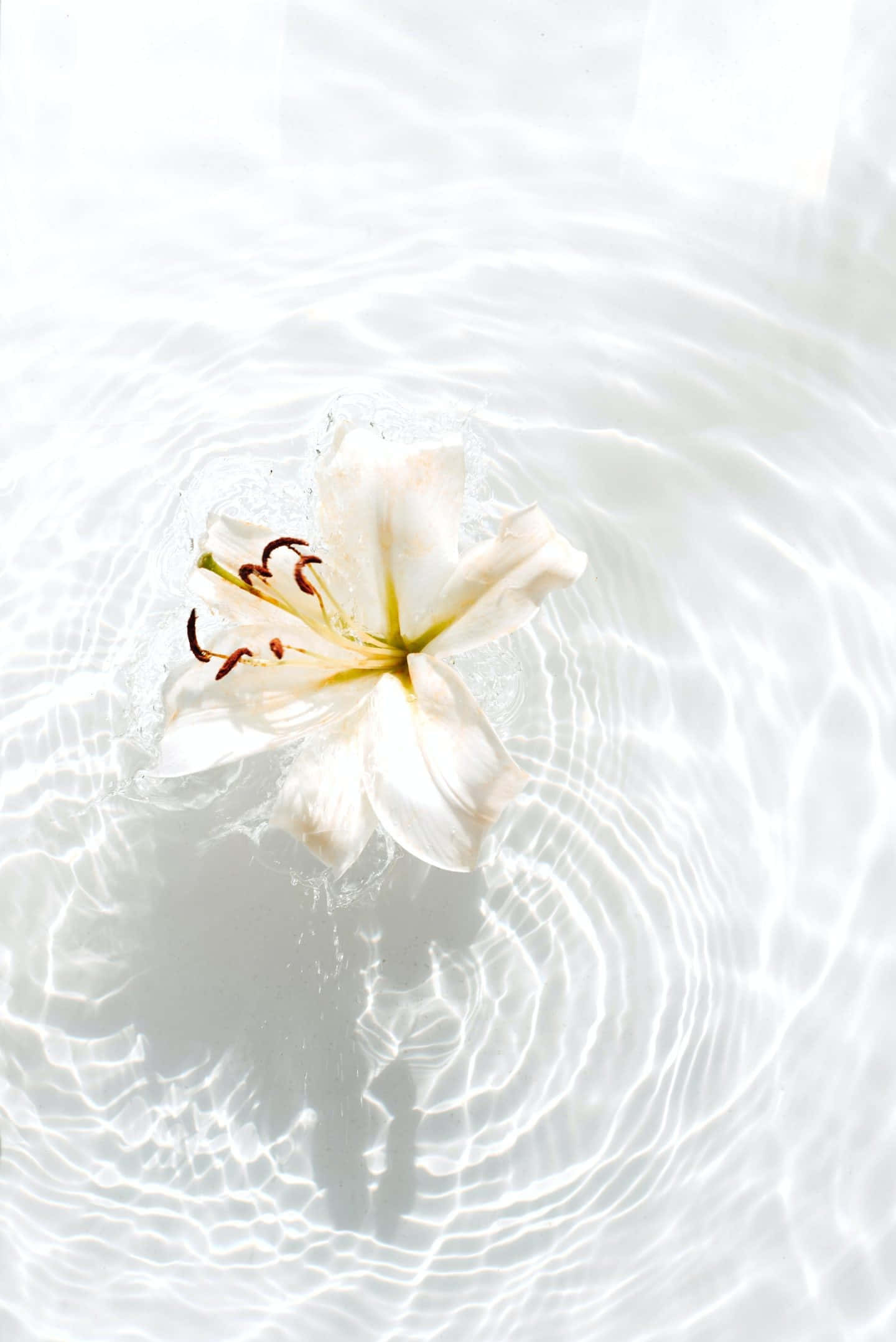 iPhone, pink and yellow flowers, white lily, Full HD Phone Wallpaper