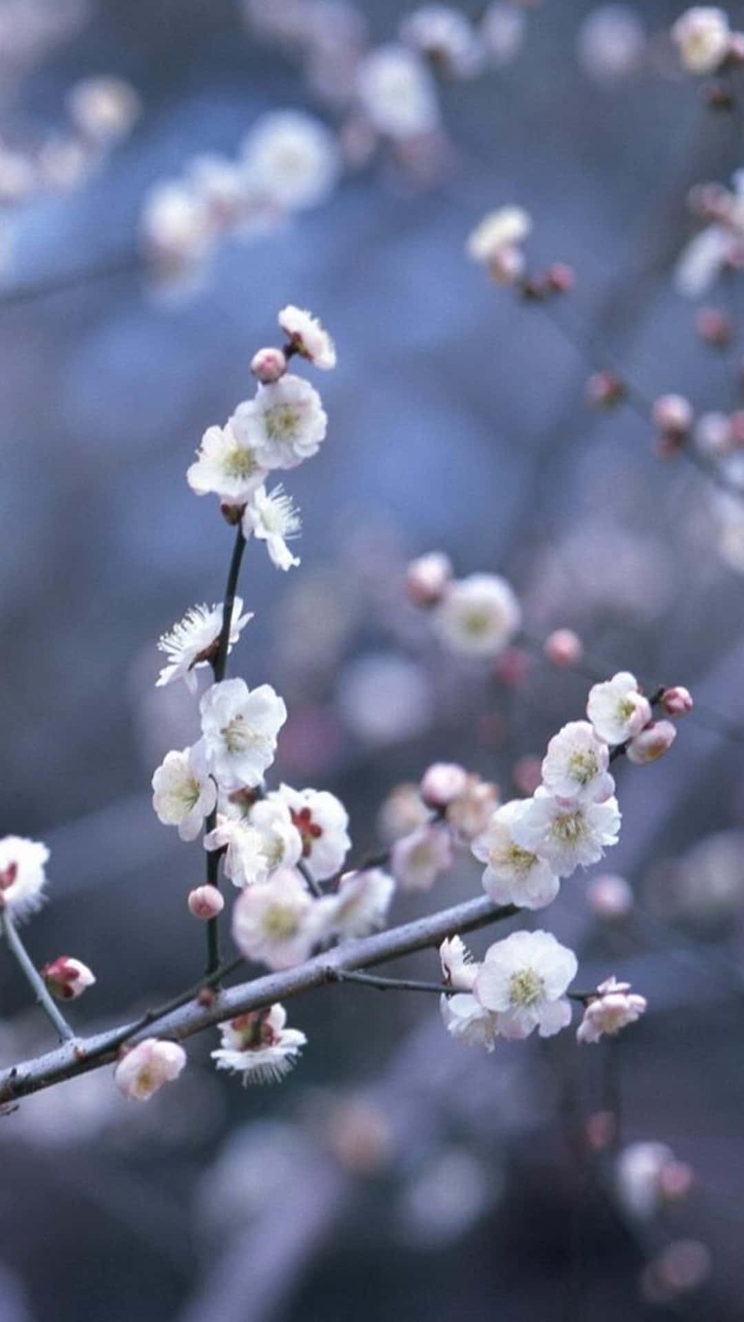 iPhone, white plum blossoms, slender branches, Full HD Phone Wallpaper