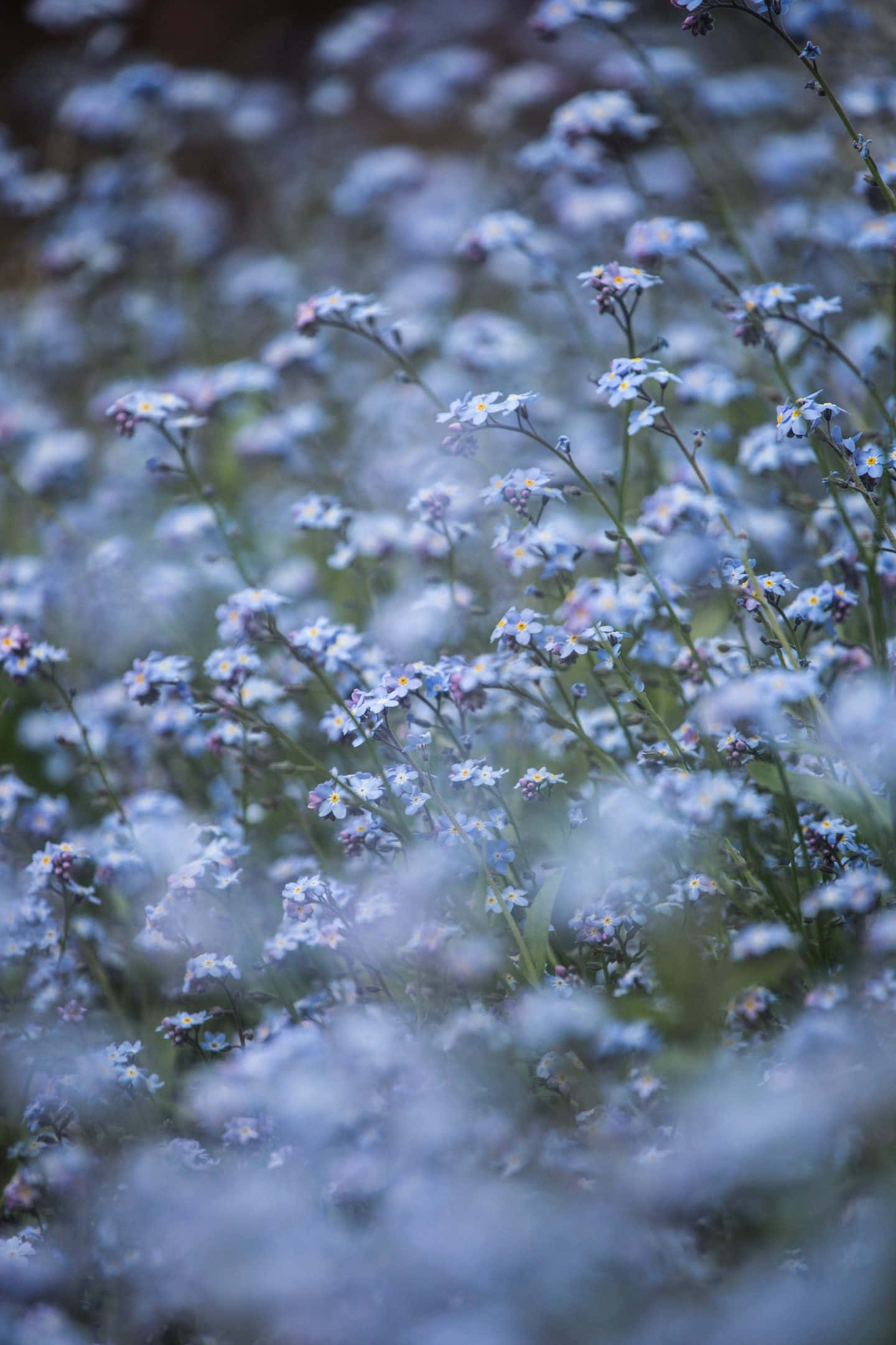 blue forget-me-nots, misty dreamlike meadow, cool morning light, Full HD Phone Wallpaper